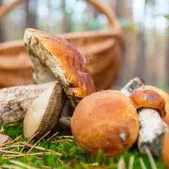 Gdzie na grzyby z noclegiem - najlepsze miejsca na grzybobranie w Polsce