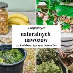 Jak zrobić nawóz naturalny? Praktyczne przepisy na ekologiczne nawozy do roślin