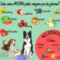 Jakie owoce może jeść pies: lista bezpiecznych i szkodliwych produktów