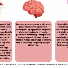 Czy mężczyzna ma estrogen? Zaskakująca prawda o hormonach płciowych