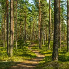 Jakie drzewa rosną w lesie? Odkryj niezwykłe gatunki w Polsce