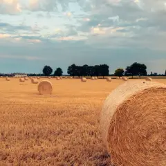 Dopłaty do zbóż: Co zmieniają nowe przepisy i jak się przygotować?