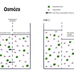 Co to jest osmoza w biologii? Proste wyjaśnienie i przykłady z życia