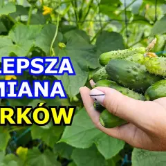 Jakie ogórki do siania - wybierz najlepsze odmiany do uprawy