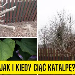Jak skutecznie przycinać katalpę, aby uniknąć błędów i zapewnić zdrowy wzrost
