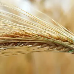 Wszystko co musisz wiedzieć o budowie i roli kłosa jęczmienia w rolnictwie