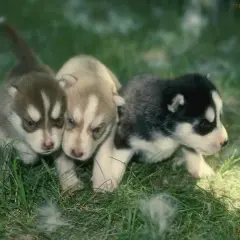 Czy husky szczeka? Prawda o zachowaniu i wokalizacji tej rasy psów