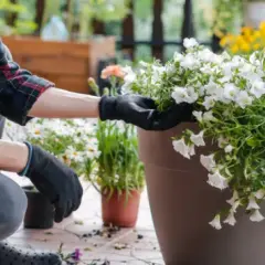 Jakie kwiaty do wysokich donic na taras – najlepsze rośliny na balkon