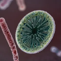 Clostridium difficile w kale: Jakie badania warto wykonać?