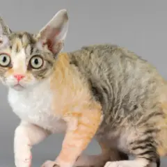 Czy Devon Rex uczula? Oto prawda o alergiach na koty