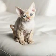 Devon Rex Bydgoszcz - znajdź idealnego kota dla siebie