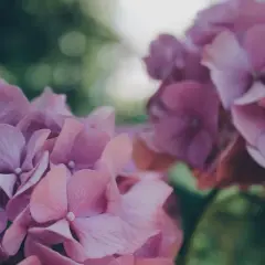 Cuidados de las hortensias en maceta para evitar su muerte prematura
