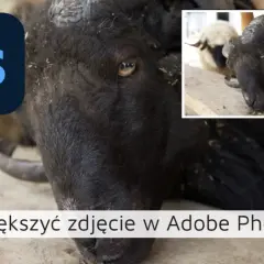 Jak powiększyć obraz w Photoshopie bez utraty jakości i szczegółów