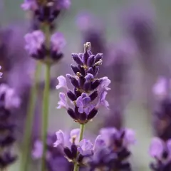Plantas que ahuyentan los mosquitos: el secreto para disfrutar al aire libre