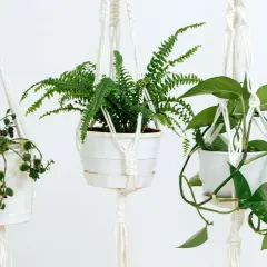 Plantas que cuelgan: transforma tu hogar con estas opciones únicas