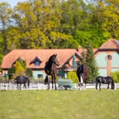 Kadyny stadnina koni - historia, atrakcje i aktualne oferty jeździeckie