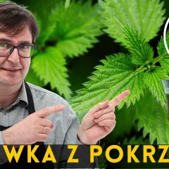 Jak zrobić nalewkę z pokrzywy - prosty przepis na zdrowy napój