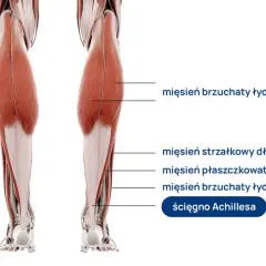 Jak długo boli naciągnięte ścięgno: objawy i skuteczne metody leczenia