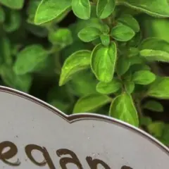 Jak kwitnie oregano? Wszystko o jego pięknych kwiatach i pielęgnacji