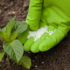 Nawóz Polifoska - Jak skutecznie wykorzystać go w uprawach roślin?