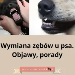 Kiedy szczeniakowi wypadają zęby? Kluczowe informacje i objawy wymiany