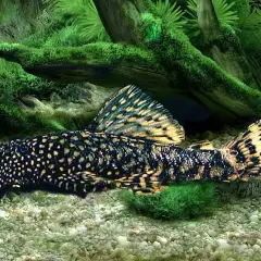 Ile kosztuje glonojad w sklepie zoologicznym? Ceny, które zaskakują