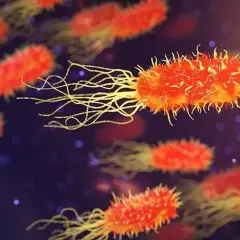 Objawy C difficile: niebezpieczne powikłania, które musisz znać