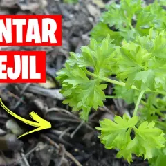 Cuándo se planta el perejil: evita errores comunes y logra éxito