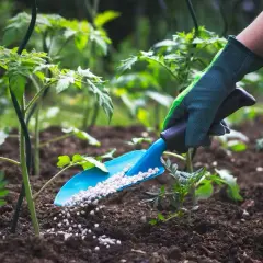 Jaki nawóz pod szparagi? Kompletny poradnik nawożenia