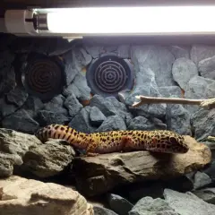 Oświetlenie w terrarium - ważne wskazówki