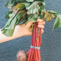 Qué se planta en septiembre: las mejores hortalizas para tu huerto