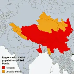 W jakim kraju żyją pandy? Odkryj ich naturalne siedliska w Chinach