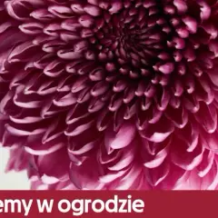 Kiedy sadzić chryzantemy do gruntu, aby uniknąć przymrozków?