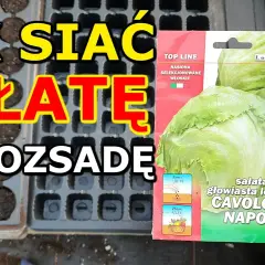 Jak siać sałatę na rozsadę, aby uniknąć najczęstszych błędów
