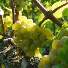 Riesling – król białych win o niepowtarzalnym charakterze