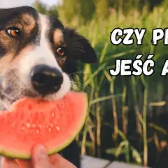 Czy pies może jeść skórkę od arbuza? Poznaj zagrożenia i bezpieczne porcje