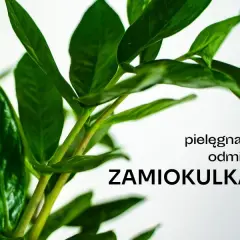 Czy zamiokulkas może stać w sypialni? Odkryj jego zalety i wady