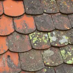 Mousse toiture : dangers cachés et solutions efficaces pour votre toit