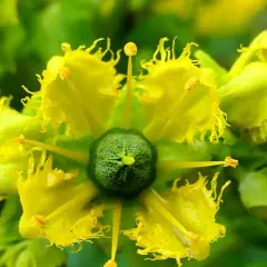 Plantas que ahuyentan moscas: mantén tu hogar libre de plagas