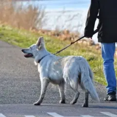 Gdzie na spacer z psem w Opolskim? Odkryj idealne miejsca dla pupila