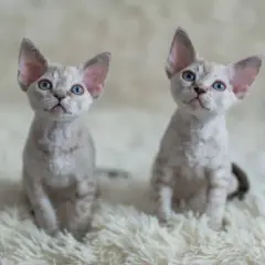 Najlepsze hodowle Devon Rex w Warszawie - znajdź swojego kota