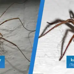 Skuteczne metody, jak odstraszyć pająki z okien i utrzymać czystość w domu