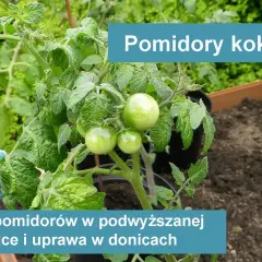 Jak uprawiać pomidory koktajlowe i uniknąć najczęstszych błędów