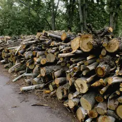 Czy sosna nadaje się do kominka? Zalety, wady i ważne porady.