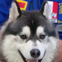 Jak odróżnić husky od malamuta – kluczowe różnice, które musisz znać