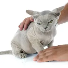Jak zadbać o Devon Rex: pielęgnacja, zdrowie i aktywność kota