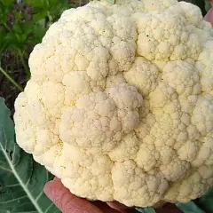 Cuándo se planta la coliflor para obtener la mejor cosecha posible
