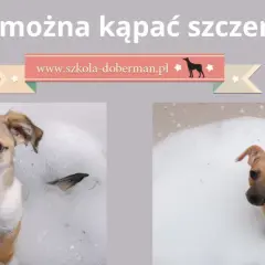 Czy można kąpać 8 tygodniowego szczeniaka bez ryzyka dla zdrowia?