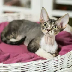 Devon Rex dla alergika – czy to naprawdę hypoalergiczny kot?