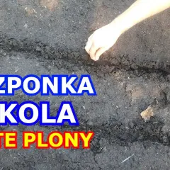 Jak siać rukolę: proste kroki do udanej uprawy w ogrodzie